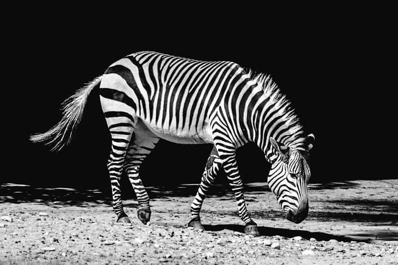 Zebra-striping-on-Nikon-D810