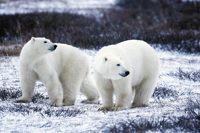 Two white polar bears